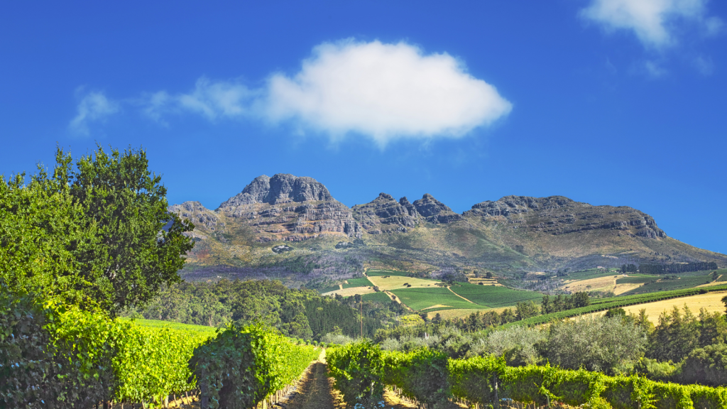 Winelands of Western Cape
